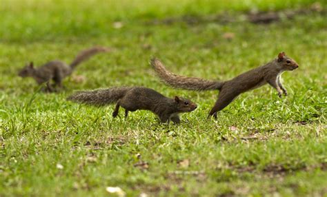 Are Running Gloves Necessary? And Why Do Squirrels Always Look Like They're Late for a Meeting?