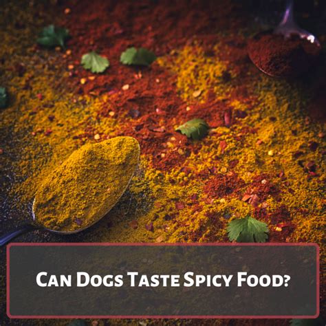 Can Dogs Handle Spicy Food?