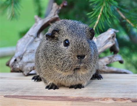 Can Guinea Pigs Eat Chinchilla Food?