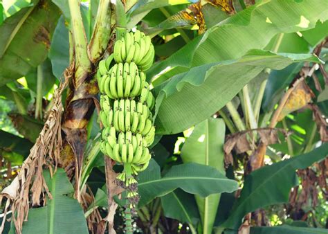 How Many Times Does a Banana Tree Bear Fruit?