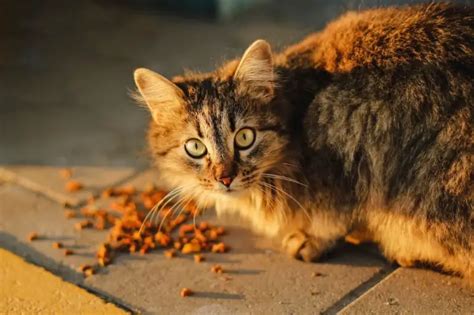 is cat food good for chickens