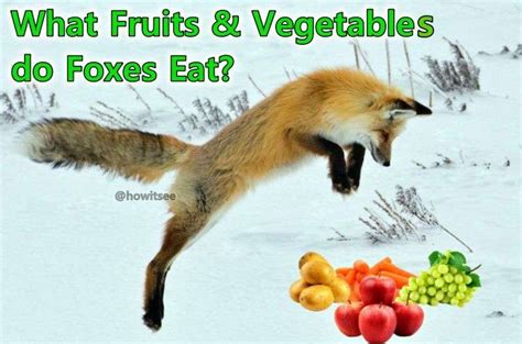 What Fruit Do Foxes Eat?