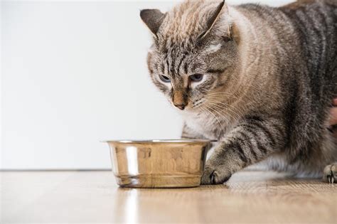 Why Does My Cat Try to Burry Her Wet Food?